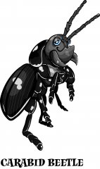 carabid beetle.jpg